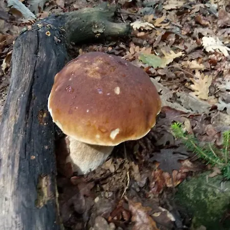 Eguzkilore Hétvégi ház *