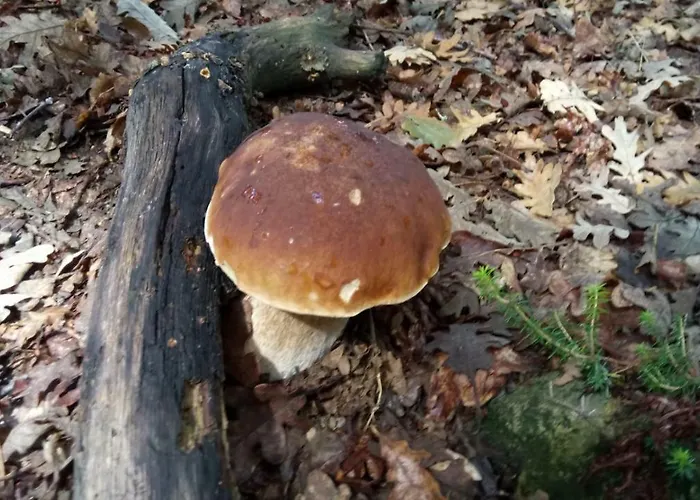 Eguzkilore Landhaus *